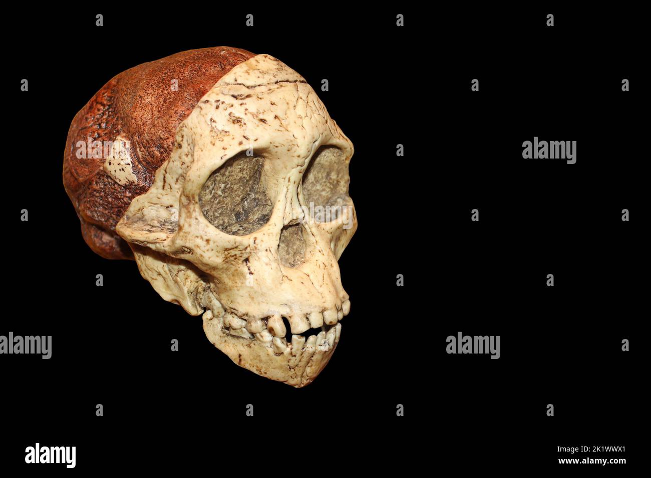 Enfant Taung Skull - Australopithecus africanus Banque D'Images