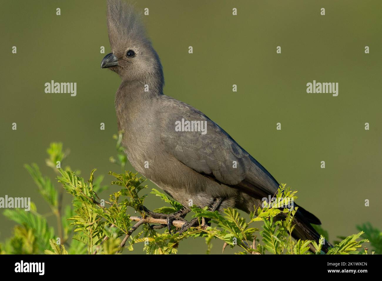 Oiseau gris (Corythaixoides concolor) Réserve naturelle de Pilanesberg, Afrique du Sud Banque D'Images