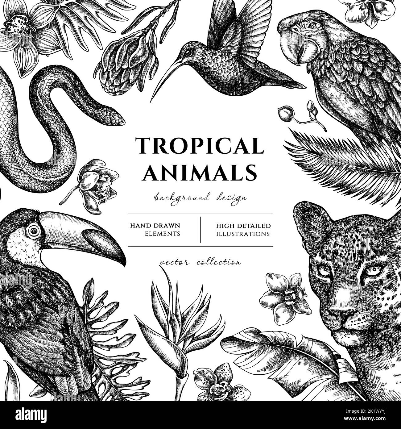 Illustrations dessinées à la main pour animaux tropicaux. Arrière-plan avec léopard d'esquisse, serpent, colibri, toucan, cramoisi, monstera, banane de palme Illustration de Vecteur