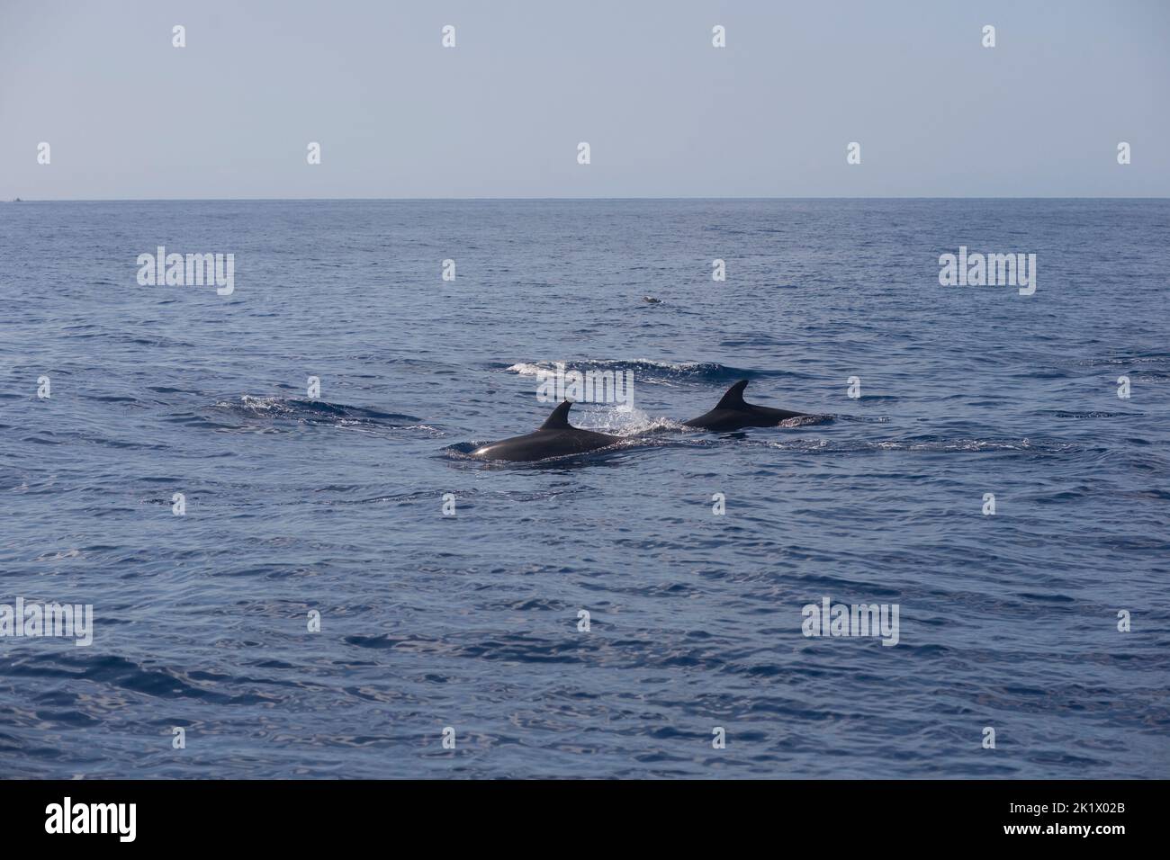 Deux dauphins nageant contentement dans l'océan Atlantique au large de la côte sud de Madère Banque D'Images