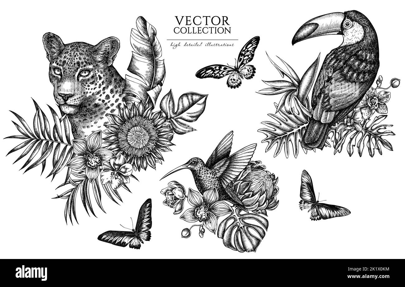 Collection d'illustrations vintage pour animaux tropicaux. Logos dessinés à la main avec léopard, colibri, toucan, rajah brooke, géant africain Illustration de Vecteur