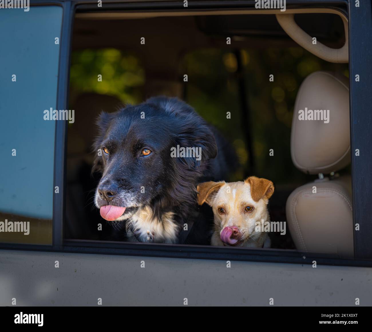 Gros plan d'un grand chien noir et d'un petit chien brun dans la fenêtre d'une voiture qui colle leurs languettes ensemble Banque D'Images