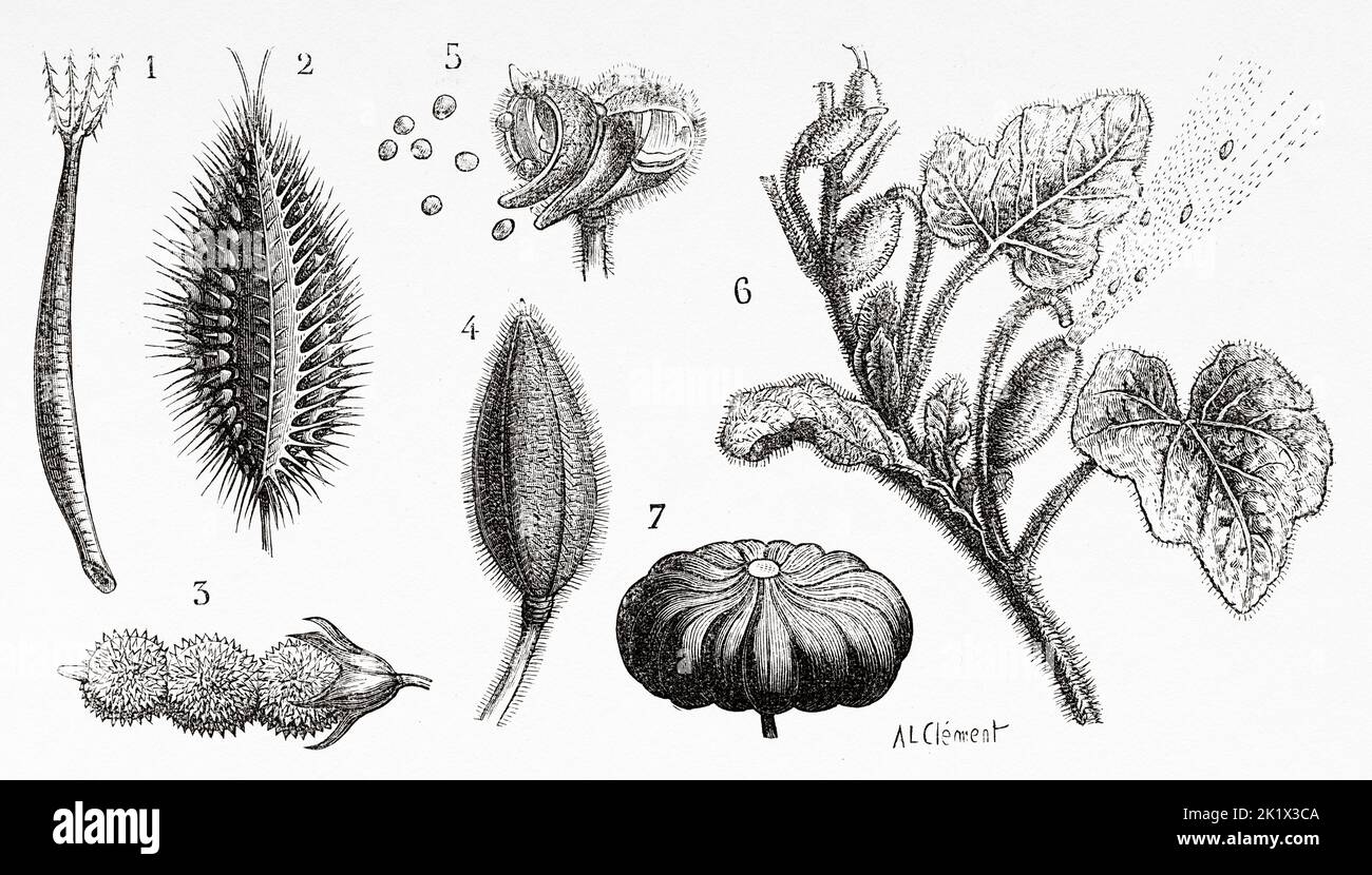 Fruits Eriophile. 1 Bidens pilosa, 2 fruits de la carotte sauvage (Daucus carota), 3 Onobrychis viciifolia également connu sous le nom d'O. sativa ou sainfoin commun, 4 fruits de Balsam, 5 même ouverture à maturité, 6 Momordic, 7 fruits élastiques en sablier. Ancienne illustration gravée du 19th siècle de la nature 1890 Banque D'Images