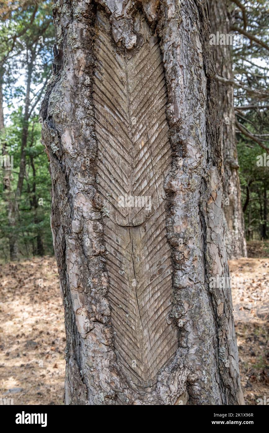 Un vieux pin qui a été taraudé pour sa résine.Il s'agissait autrefois d'une entreprise rentable dans les forêts sur les pentes de l'Etna, en Sicile, en Italie Banque D'Images