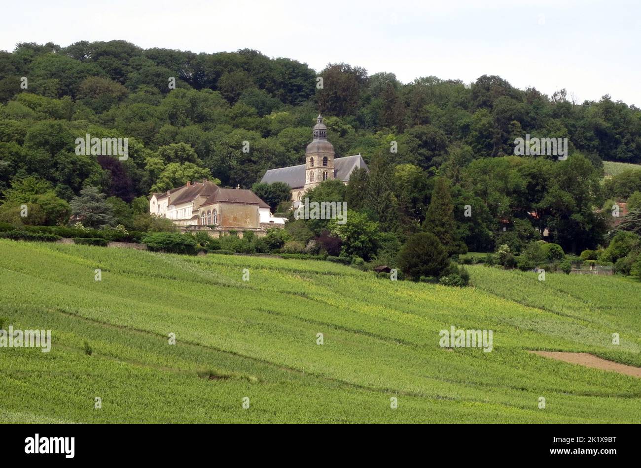 vignoble de champagne, Hautvilers, Marne, Champagne-Ardennes, France Banque D'Images