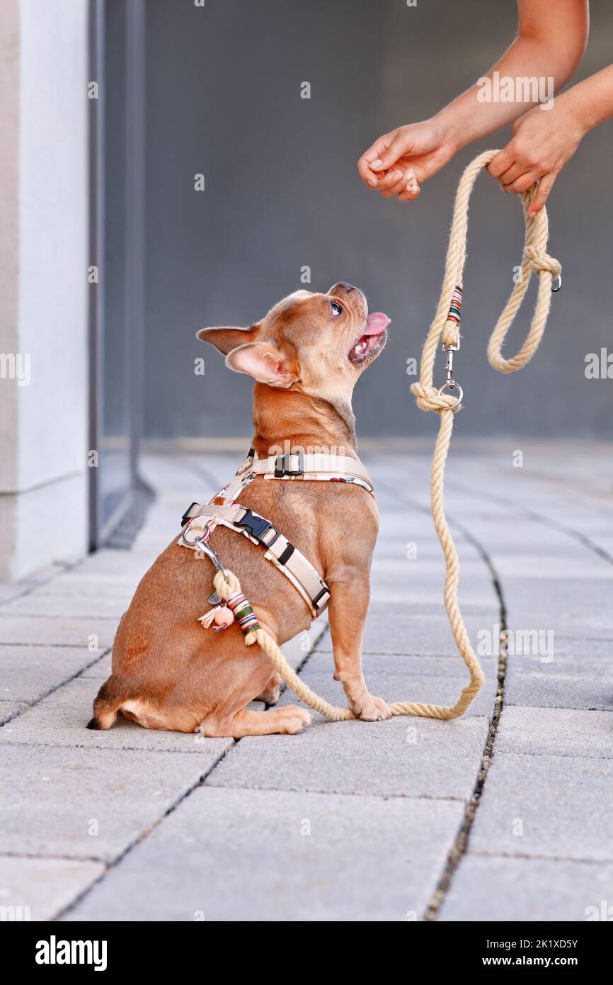 Bulldog français avec harnais pour chien et laisse cordée en attente de traitement de l'homme Banque D'Images