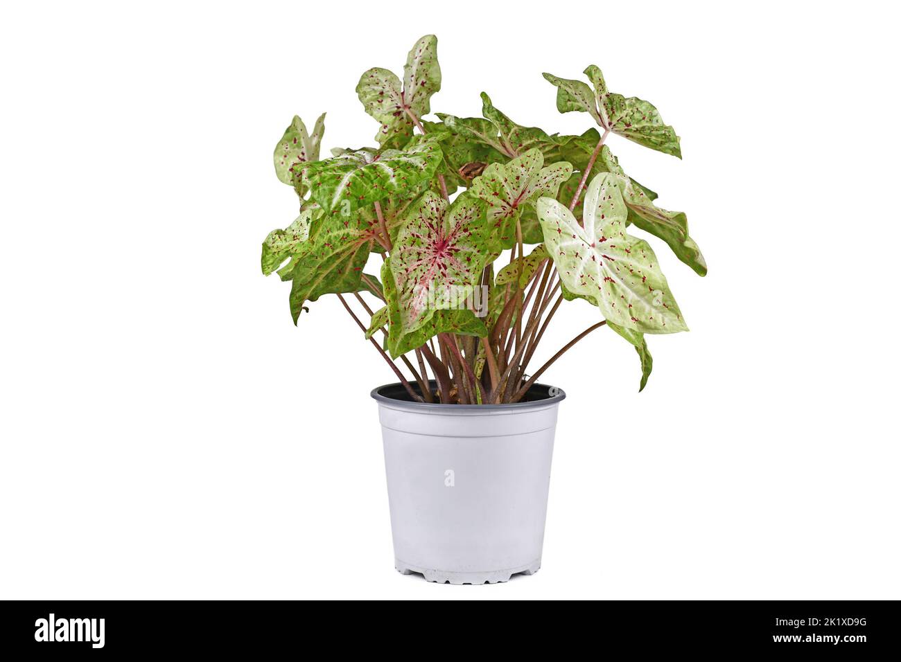 Plante maison exotique 'Caladium Miss Muffet' avec des feuilles roses et vertes avec des points rouges en pot sur fond blanc Banque D'Images