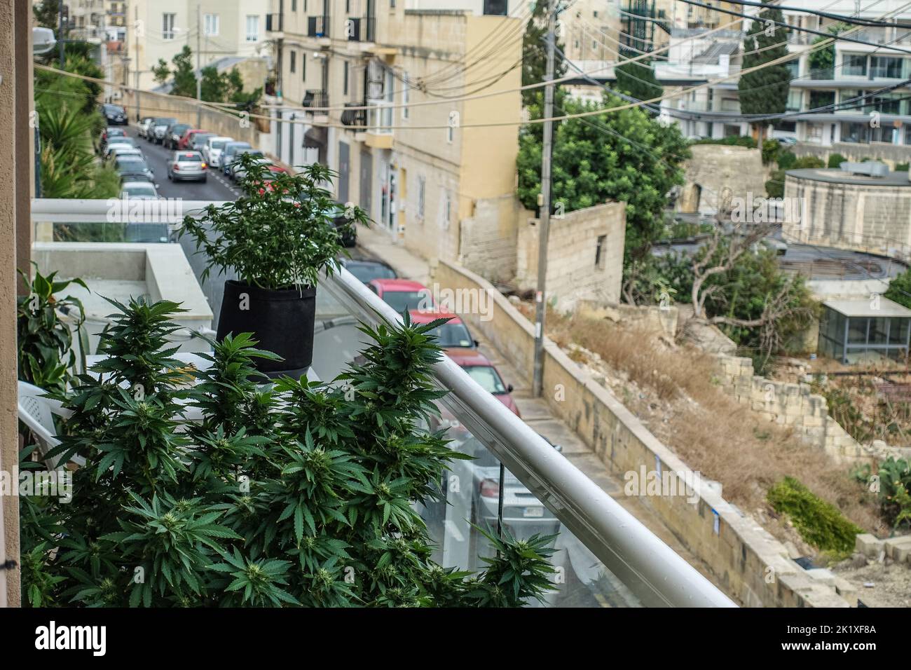 Saint Julian, Malte 20th, sept. 2022 plants de cannabis en pleine croissance sur le balcon résidentiel de l'appartement est vu à Saint Julian, Malte le 20 septembre 2022 le 14 décembre 2021, le Parlement maltais a adopté le projet de loi « Autorité sur l'utilisation responsable du cannabis ». En vertu de la nouvelle législation, la possession de jusqu'à sept grammes de cannabis est complètement décriminalisée pour les adultes âgés de 18 ans et plus. Il leur permet également de cultiver jusqu'à quatre plantes à la maison pour un usage personnel. Vadim Pacajev/ Alamy Live News Banque D'Images