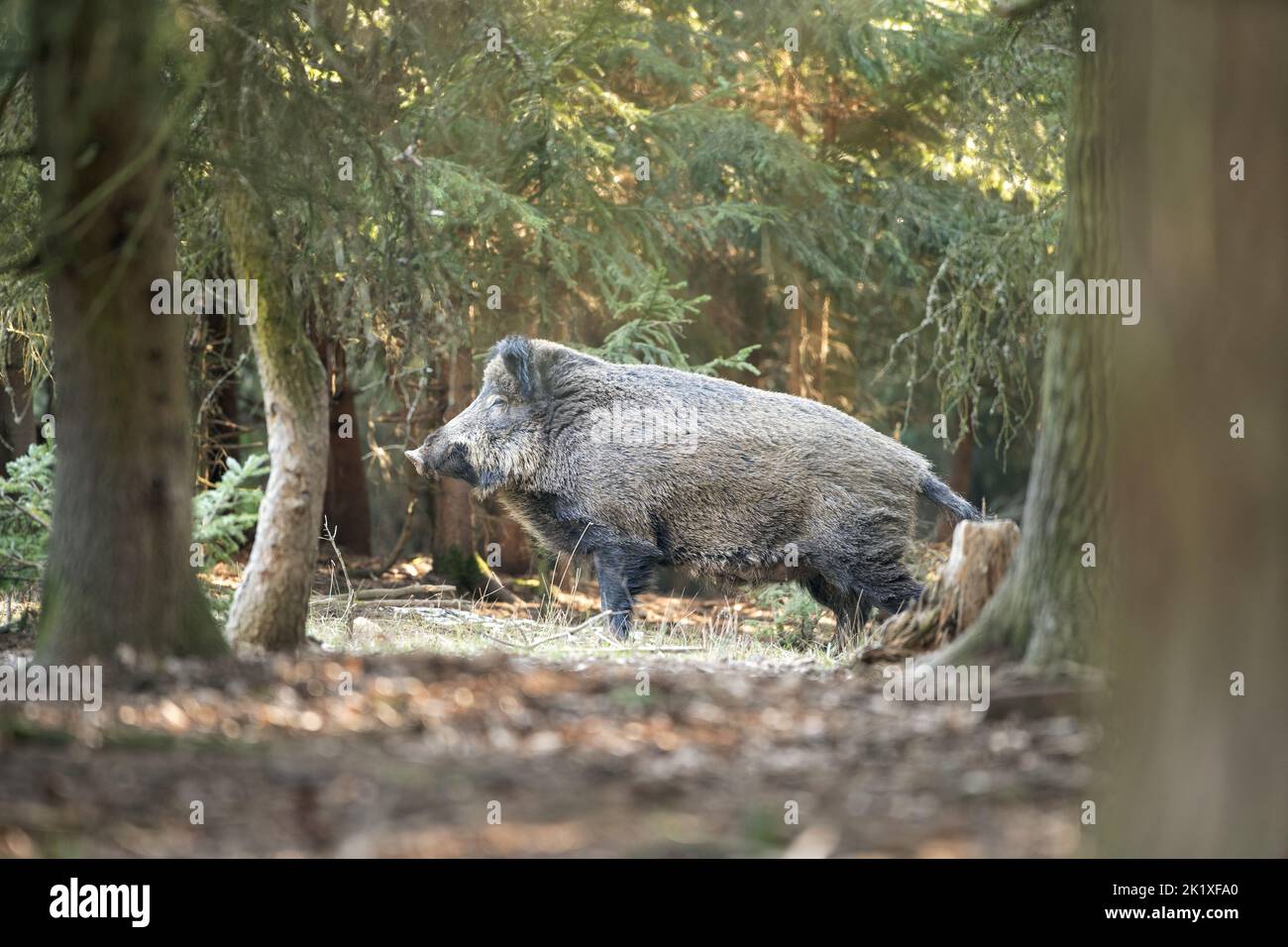 Sanglier, comportement printanier, Europe nature, vie de mammifères, vie dans la forêt, sanglier dans la nature, sanglier dans la forêt, cochon sauvage, vie cachée Banque D'Images