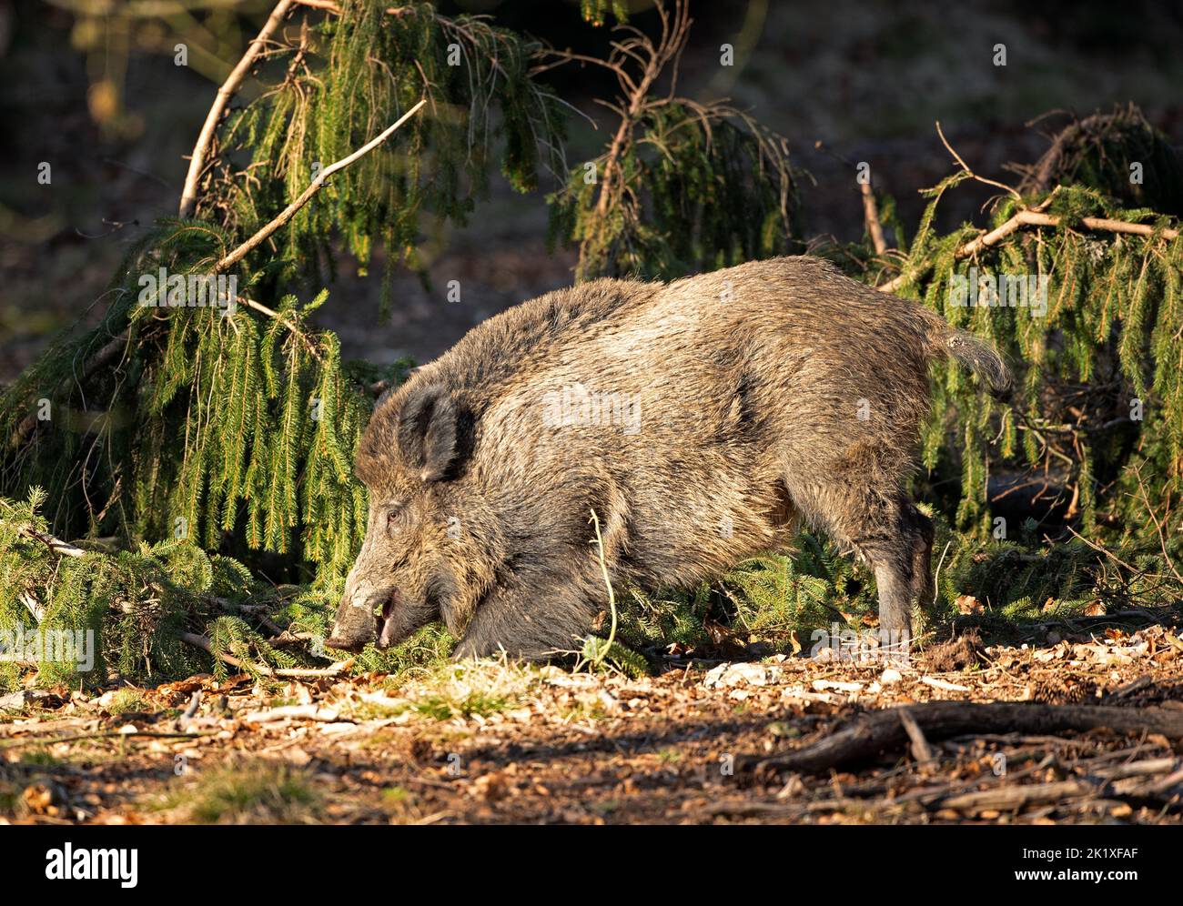 Sanglier, comportement printanier, Europe nature, vie de mammifères, vie dans la forêt, sanglier dans la nature, sanglier dans la forêt, cochon sauvage, vie cachée Banque D'Images