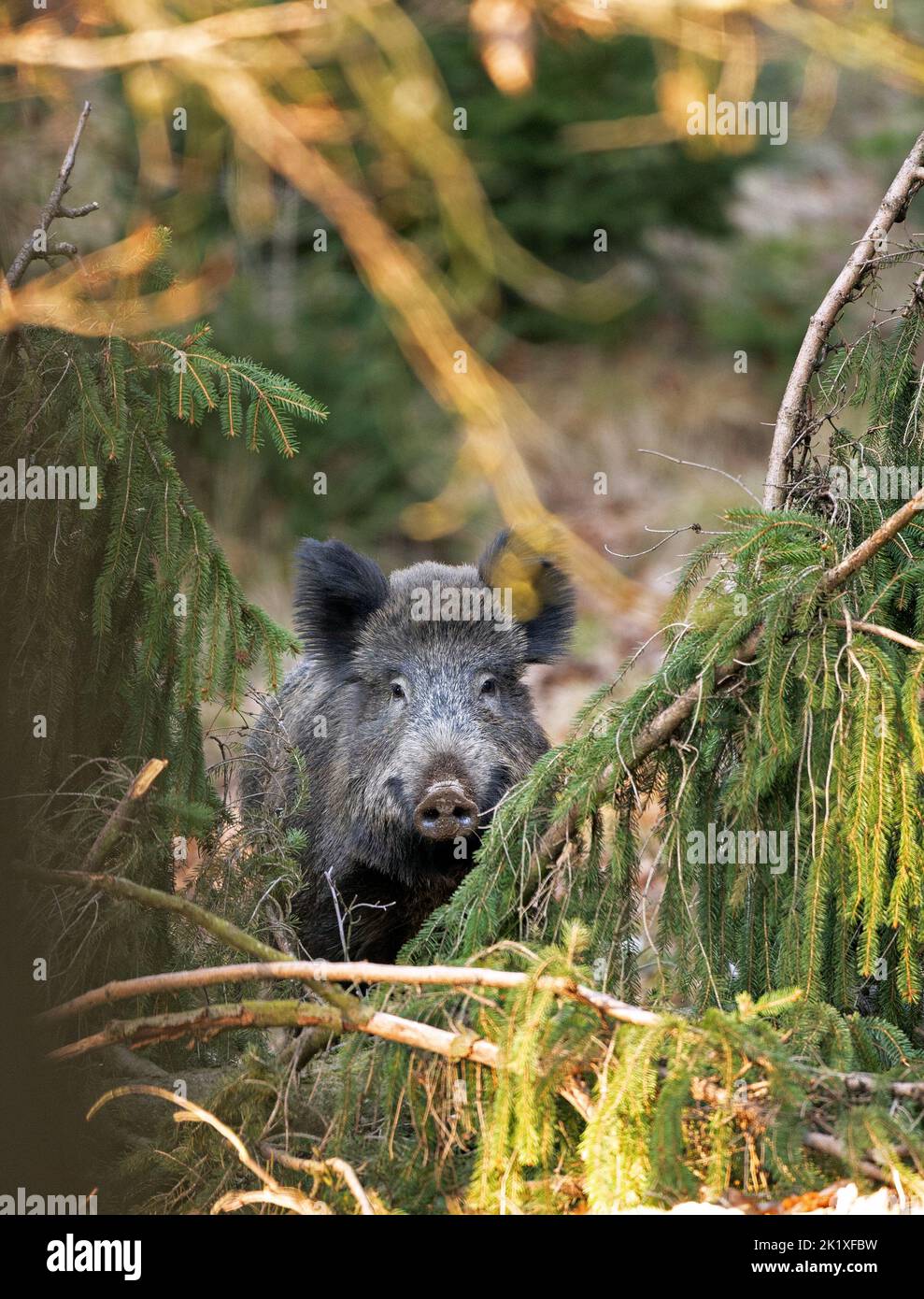 Sanglier, comportement printanier, Europe nature, vie de mammifères, vie dans la forêt, sanglier dans la nature, sanglier dans la forêt, cochon sauvage, vie cachée Banque D'Images