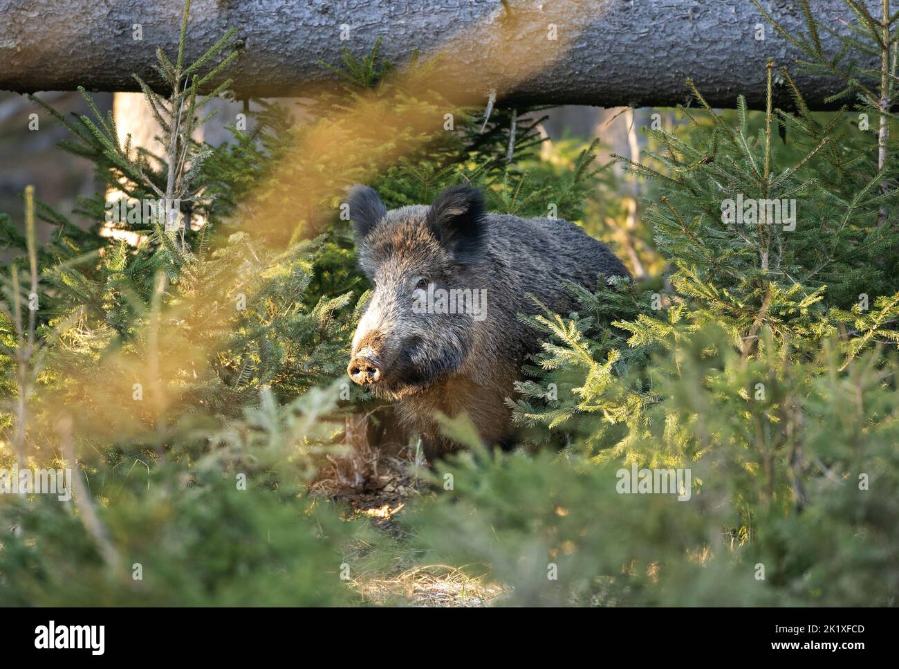 Sanglier, comportement printanier, Europe nature, vie de mammifères, vie dans la forêt, sanglier dans la nature, sanglier dans la forêt, cochon sauvage, vie cachée Banque D'Images