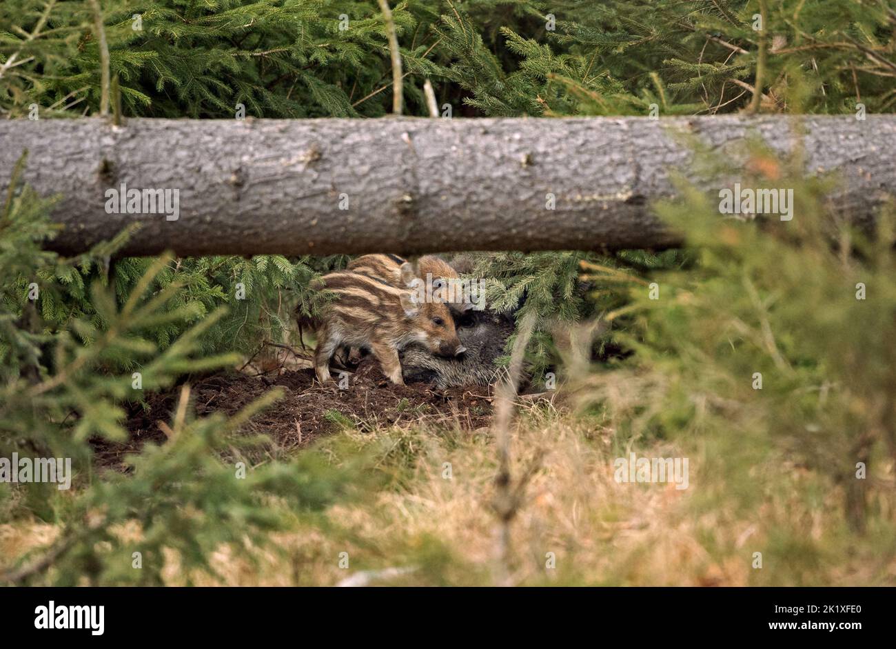 Sanglier, comportement printanier, Europe nature, vie de mammifères, vie dans la forêt, sanglier dans la nature, sanglier dans la forêt, cochon sauvage, vie cachée Banque D'Images