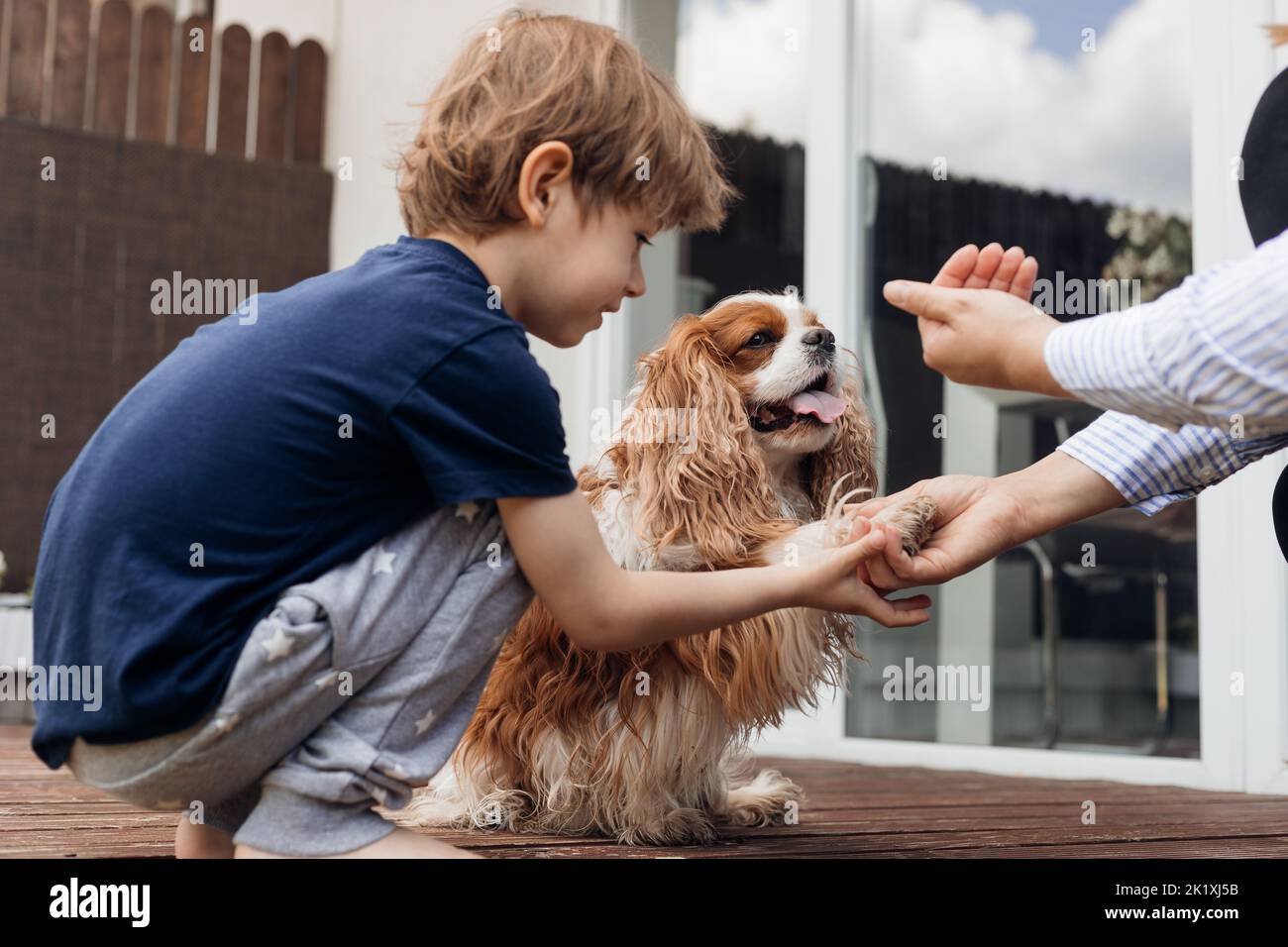 Vue latérale petit curieux garçon nourrissez et entraînement chien intelligent coker spaniel près de la maison. Animal donner le paw à la main de femme court Banque D'Images