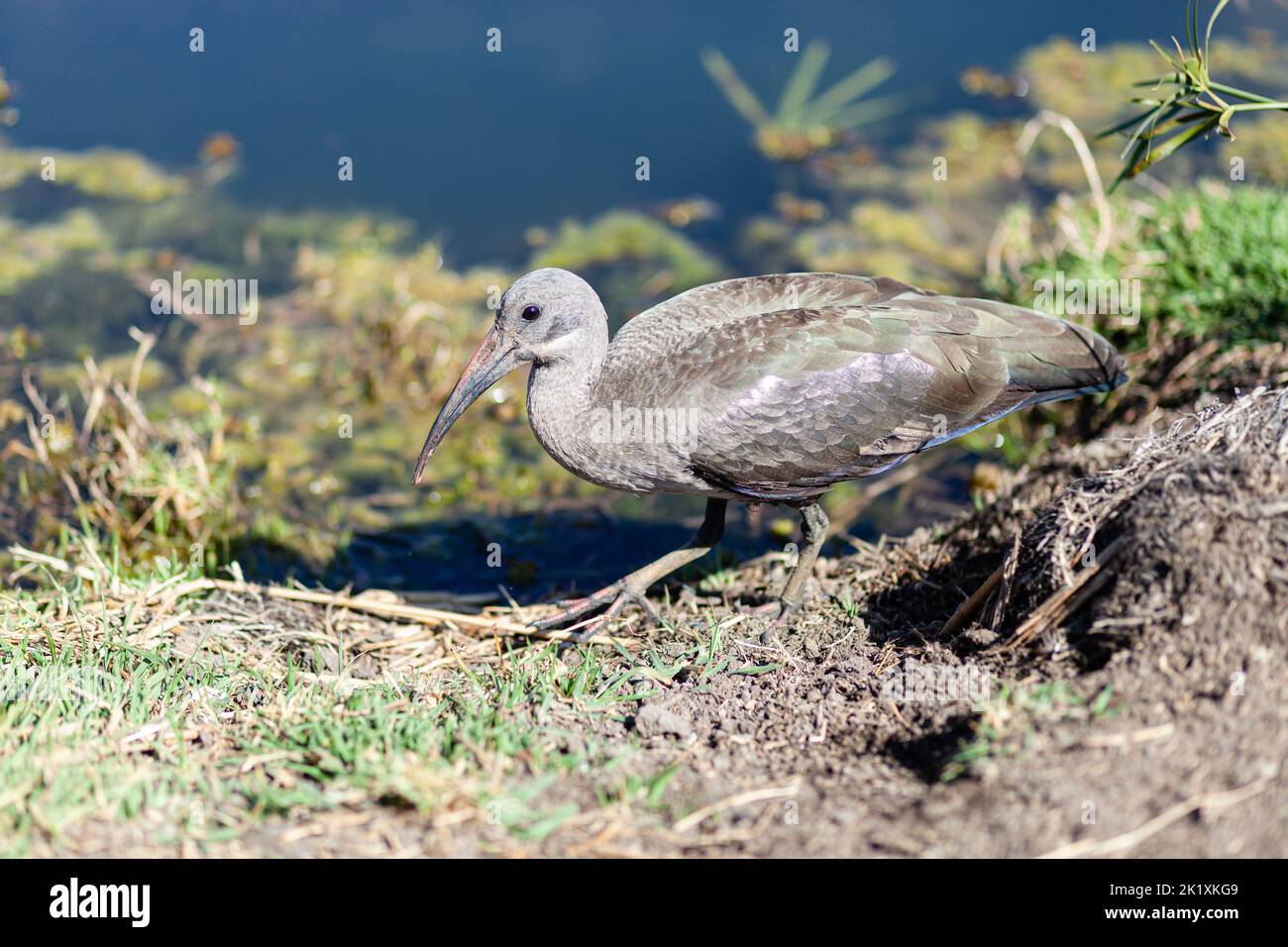 Ibis, Hadada ou Hadeda. Banque D'Images