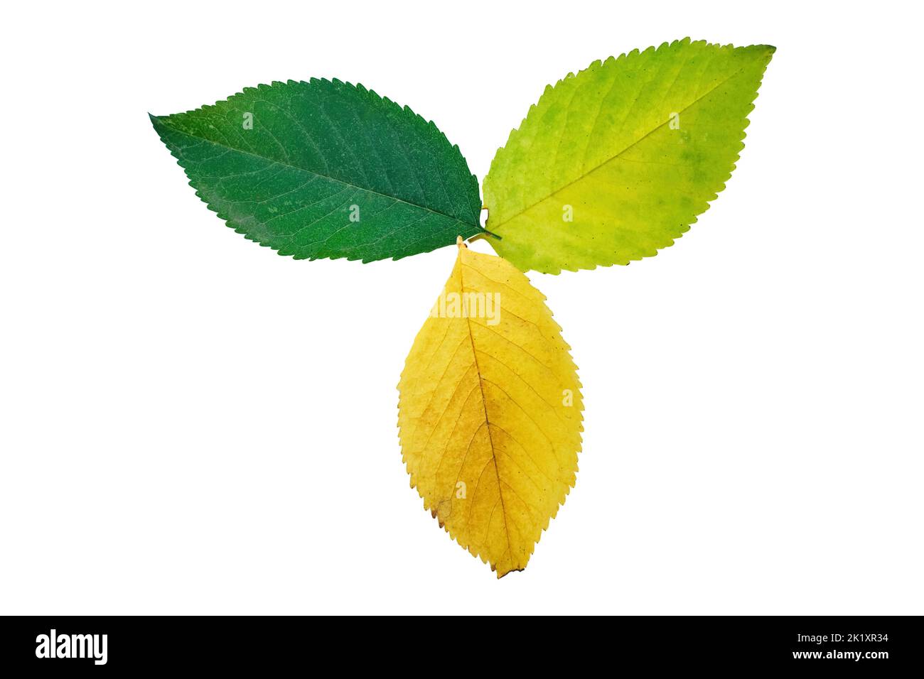 les saisons de cycle des feuilles changent le cycle biologique du gradient de couleur arc-en-ciel Banque D'Images