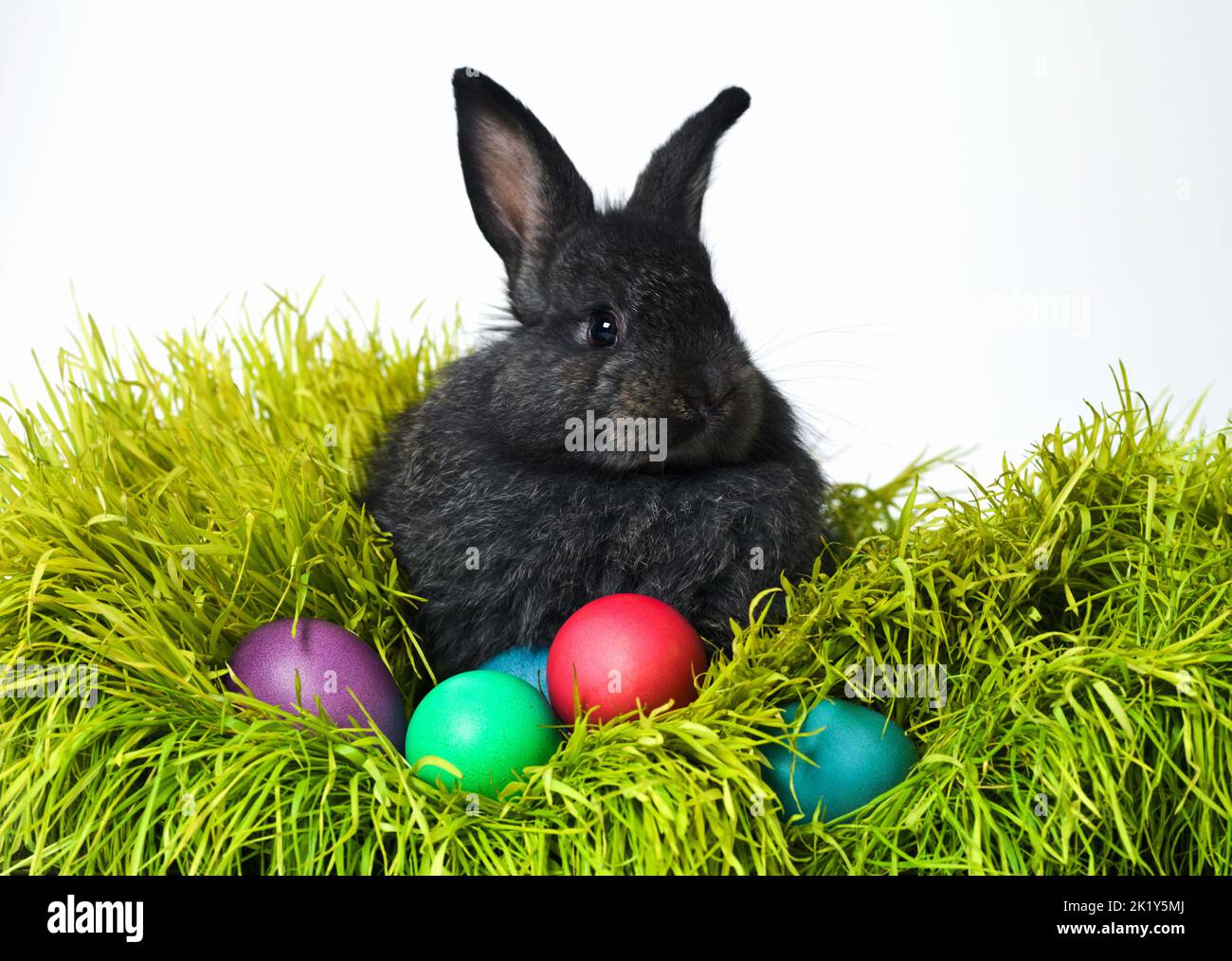 Nous étions tous de la famille ici. Photo en studio d'un joli lapin sur l'herbe avec un assortiment d'œufs aux couleurs vives. Banque D'Images