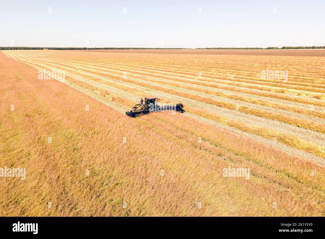 Vue aérienne de drone harvest field avec le tracteur tond l'herbe sèche. Champ jaune d'automne avec une botte après la récolte vue d'en haut. La récolte dans les champs. Banque D'Images