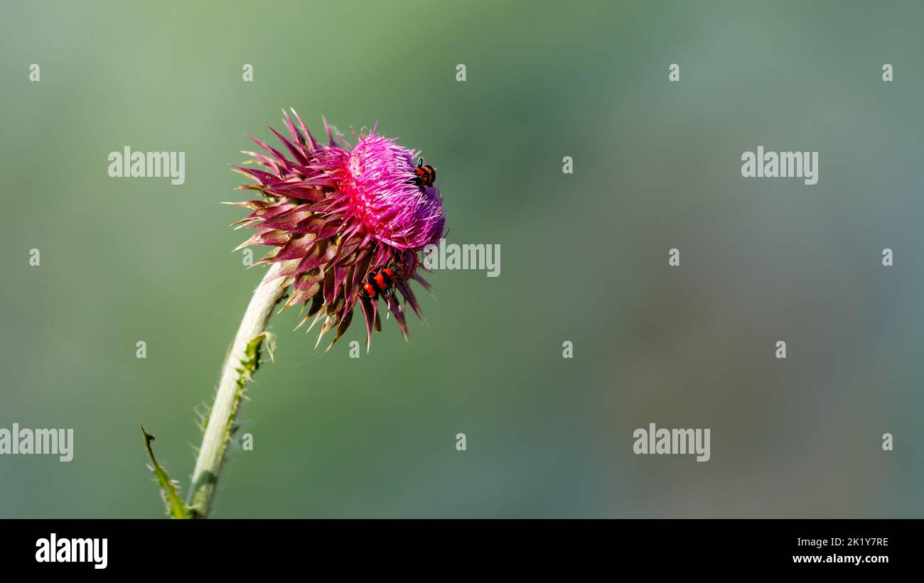 une fleur de chardon rouge et rose Banque D'Images
