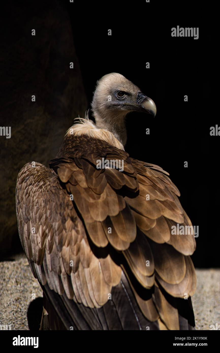Geier / vautour Banque D'Images