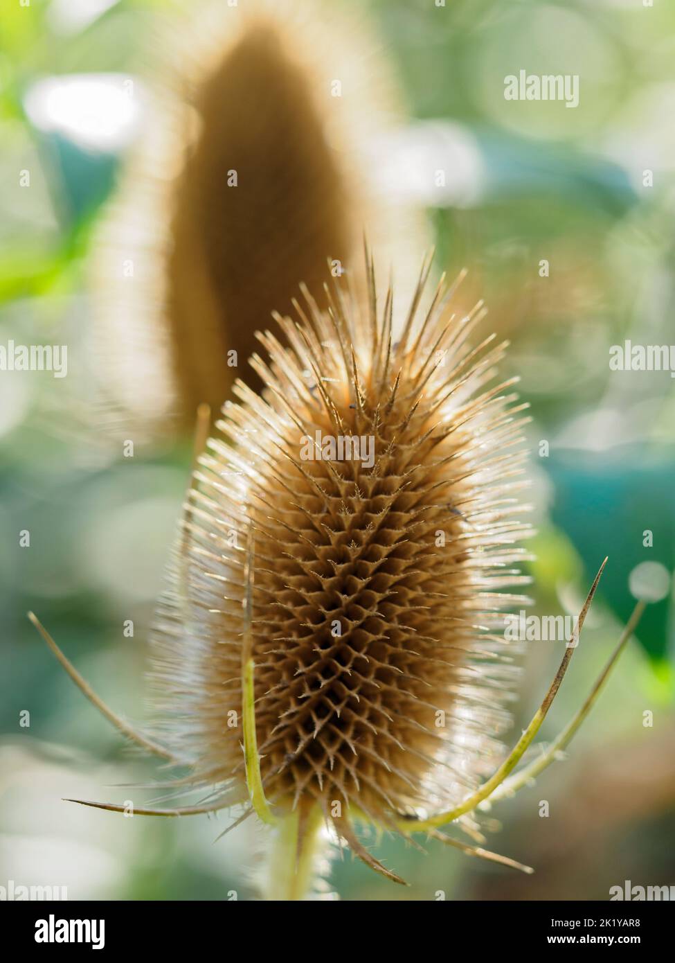 Gros plan de la tête de la graine de teasel (dipsacus fullonum ou sylvestris). Banque D'Images