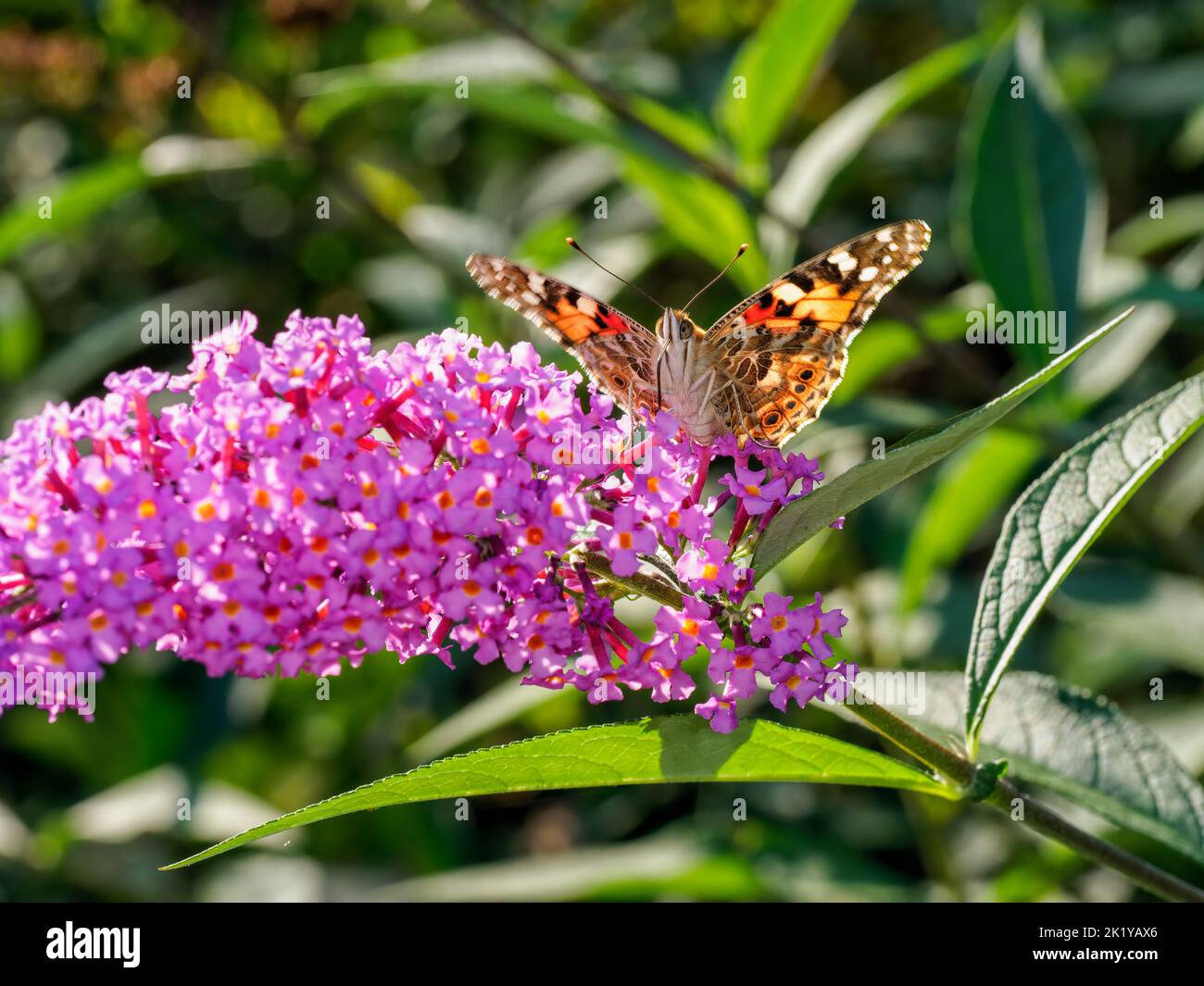 Papillon lady peint (Vanessa cardui) se nourrissant sur le nectar d'une fleur rose de la tordeuse (Buddleja davidi) Banque D'Images