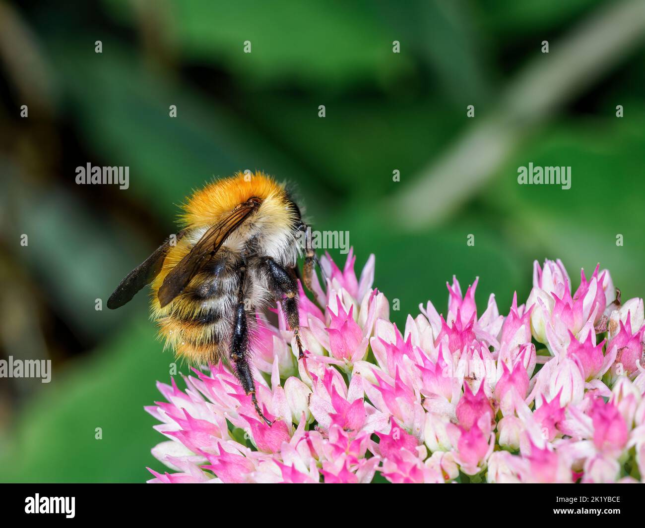 Abeille bourdon commune (Bombus pascuorum) butinant sur des fleurs de sédo roses vives dans un jardin d'été éclatant, gros plan, photo macro. Banque D'Images