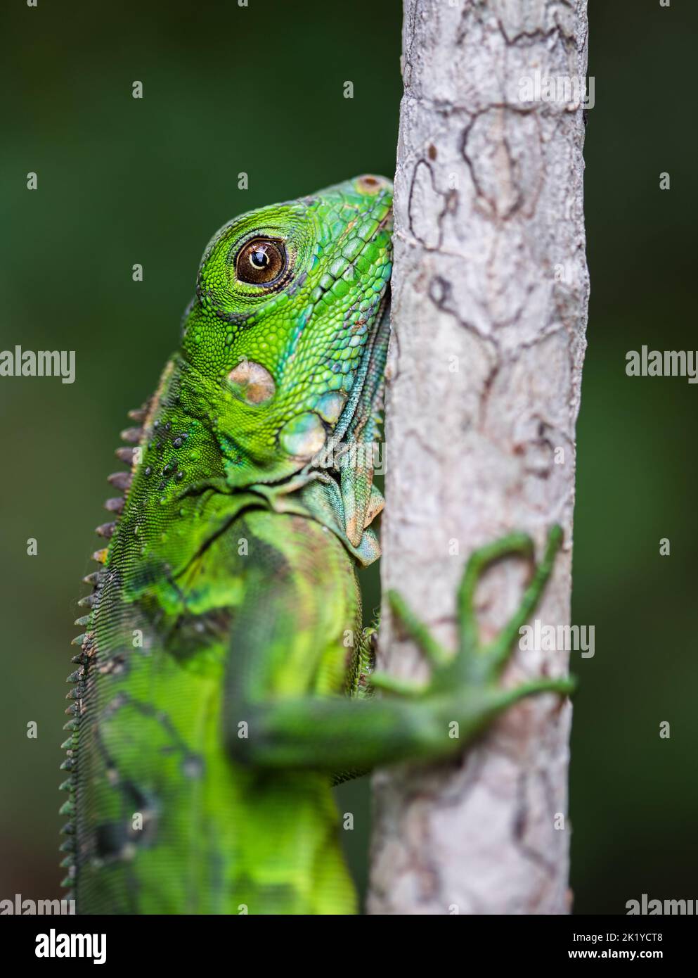Iguana vert juvénile (Iguana iguana), arbre d'escalade, République du Panama, Amérique centrale. Banque D'Images