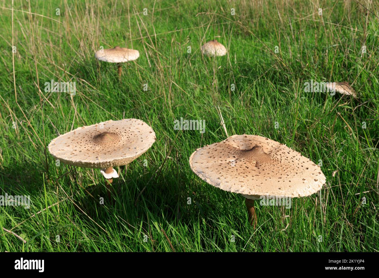 Champignons sauvages Macrolepiota Procera parasol, frais, dans un champ en Angleterre Banque D'Images