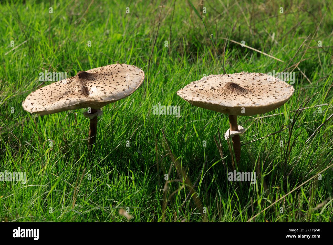 Champignons sauvages Macrolepiota Procera parasol, frais, dans un champ en Angleterre Banque D'Images