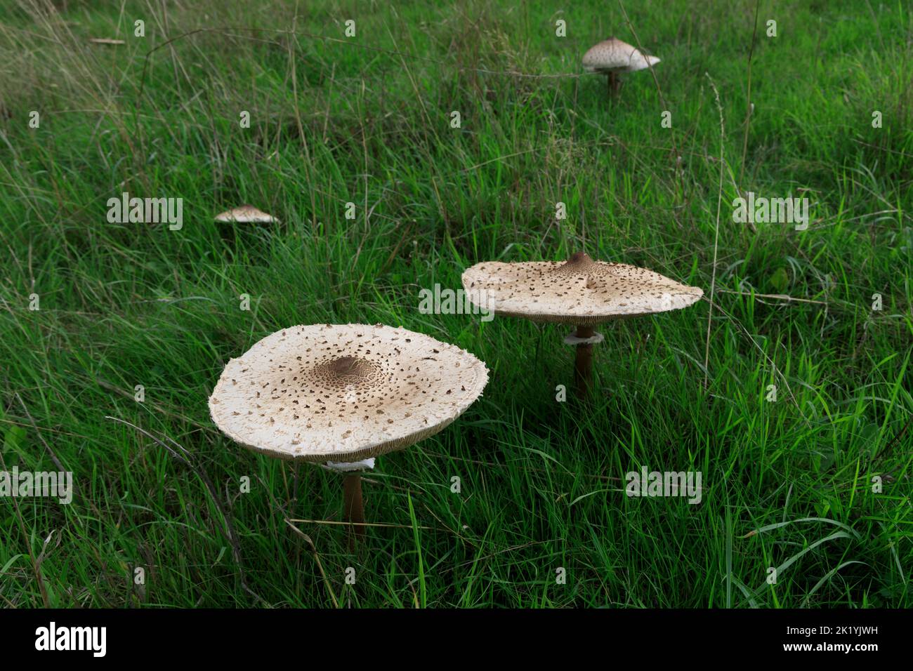 Champignons sauvages Macrolepiota Procera parasol, frais, dans un champ en Angleterre Banque D'Images