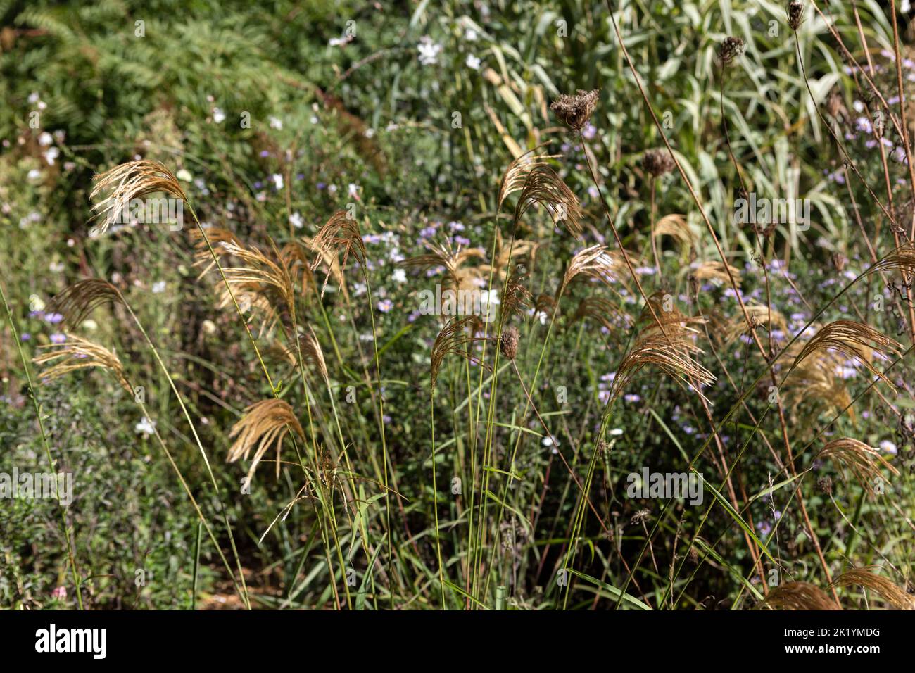 Doré - têtes de fleurs jaunes de Miscanthus nepalensis en plantation naturaliste (himalayan fée, népalaise argentée) Banque D'Images