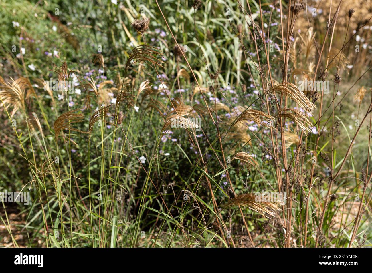 Doré - têtes de fleurs jaunes de Miscanthus nepalensis en plantation naturaliste (himalayan fée, népalaise argentée) Banque D'Images