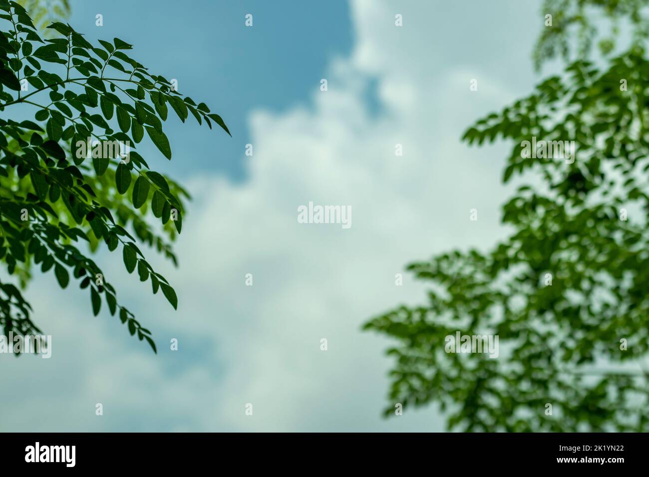 Motif de feuilles vertes avec ciel bleu flou et arrière-plan de nuages blancs. Blanc nuage bleu ciel parmi les feuilles arbres, nature bleu soleil jour nuageux Banque D'Images