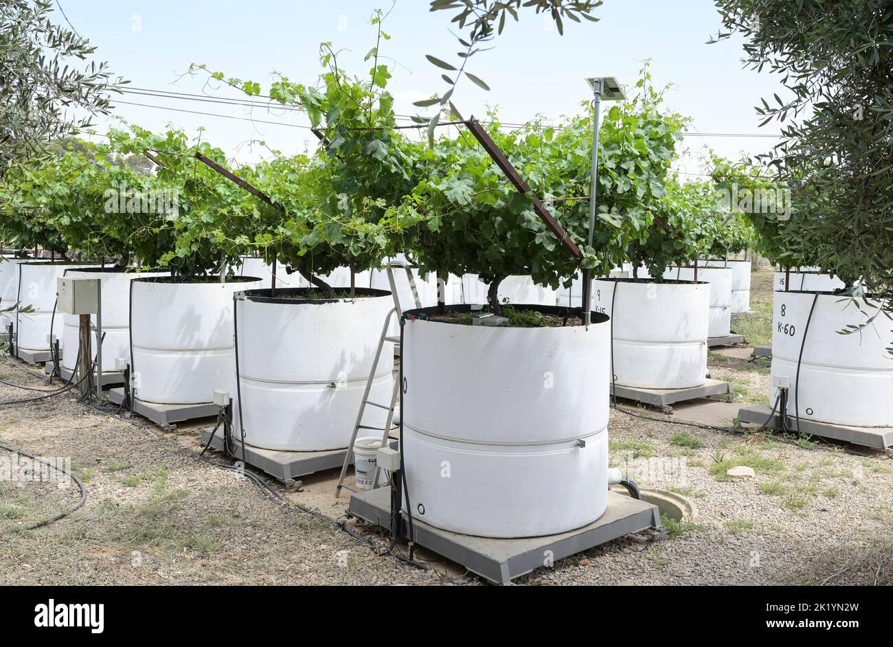 ISRAËL, région de Negev, centre de recherche sur l'agriculture volcanique, branche Centre de recherche de Gilat pour la recherche agricole aride et semi-aride-GCASAR, développement de pratiques avancées de gestion des sols et de l'eau, étude contrôlée de l'effet de la salinité induite par l'irrigation sur les raisins dans le lysimètre Banque D'Images