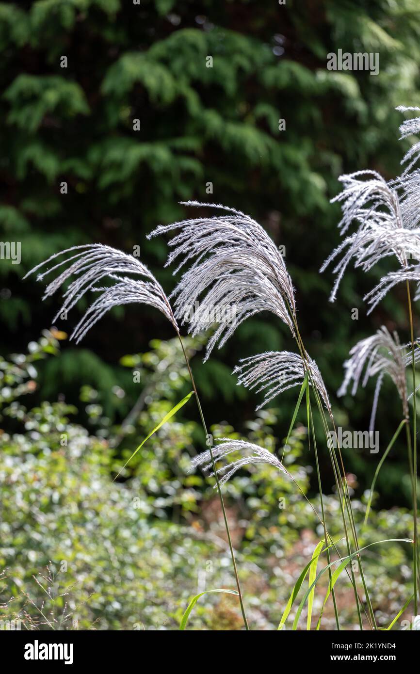 Herbe ornementale Miscanthus sinensis 'Nishidake' - fleurs argentées blanches et feutres maintenues au-dessus du feuillage Banque D'Images