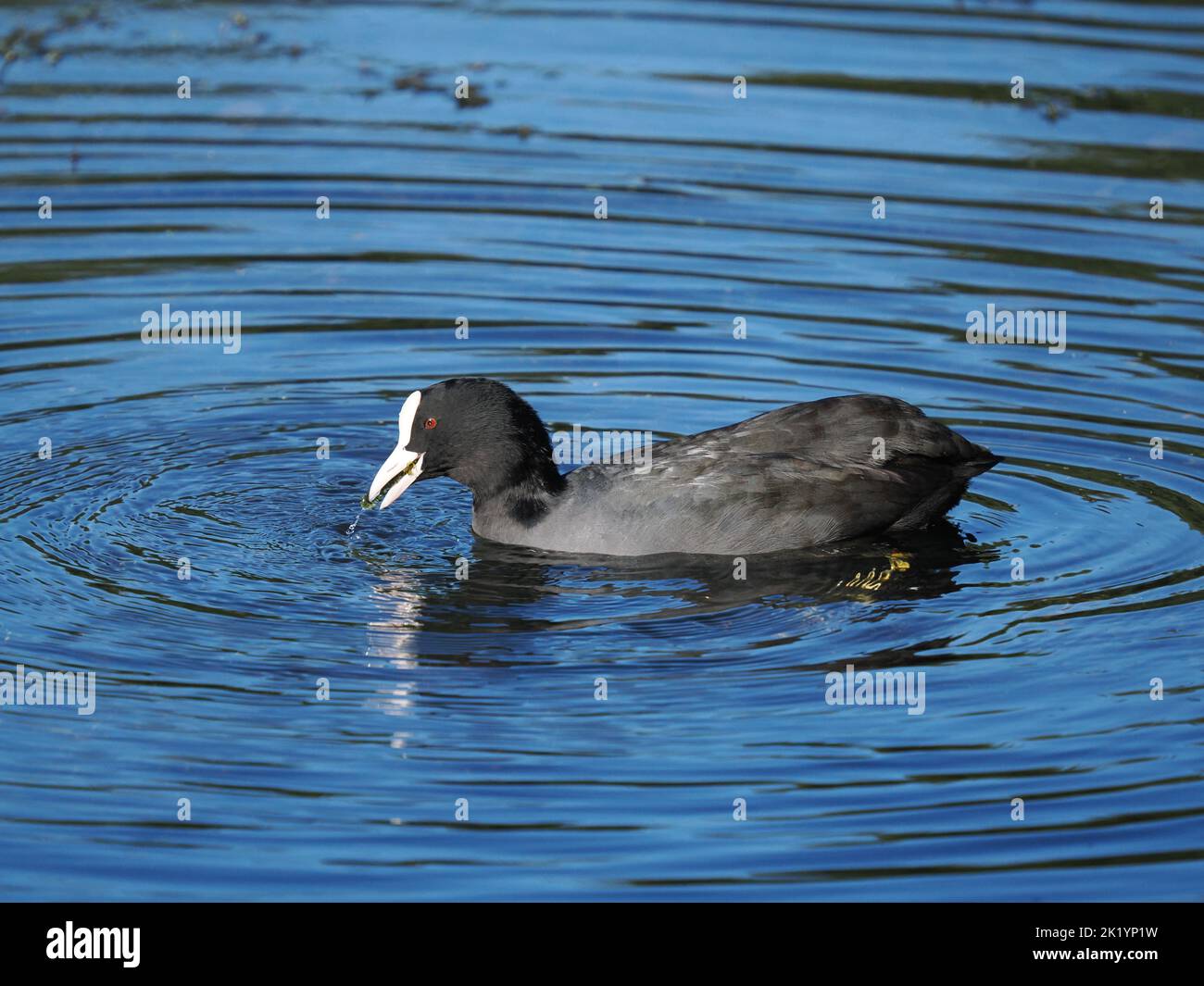 En automne, les Coots se nourrissent plus collectivement, bien que tous les oiseaux résidents puissent être ouverts à une explosion agressive. Banque D'Images