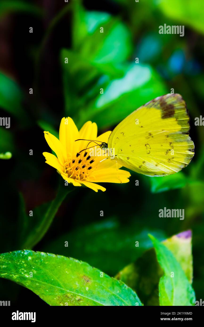 papillon jaune succion fleur jaune nectar Banque D'Images