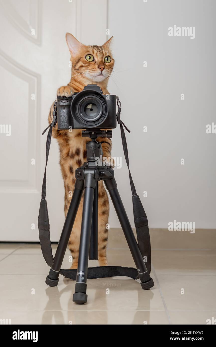 Chat Bengal - un photographe prend des photos sur un appareil photo sur un trépied dans la maison. Banque D'Images