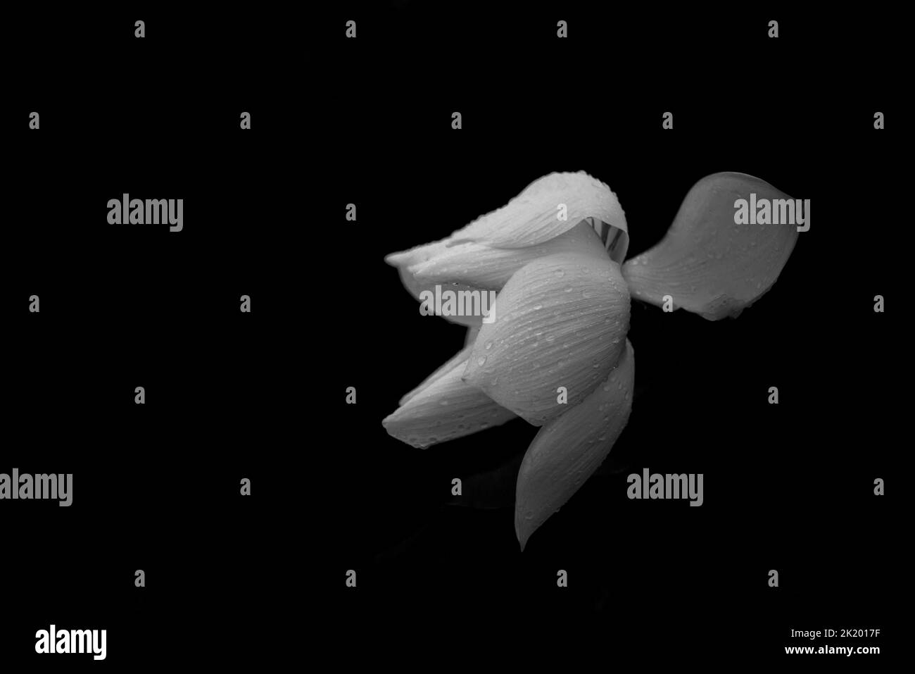 Fleur de lotus monochrome dans le lac Banque D'Images Fleur de lotus monochrome dans le lac Banque D'Images