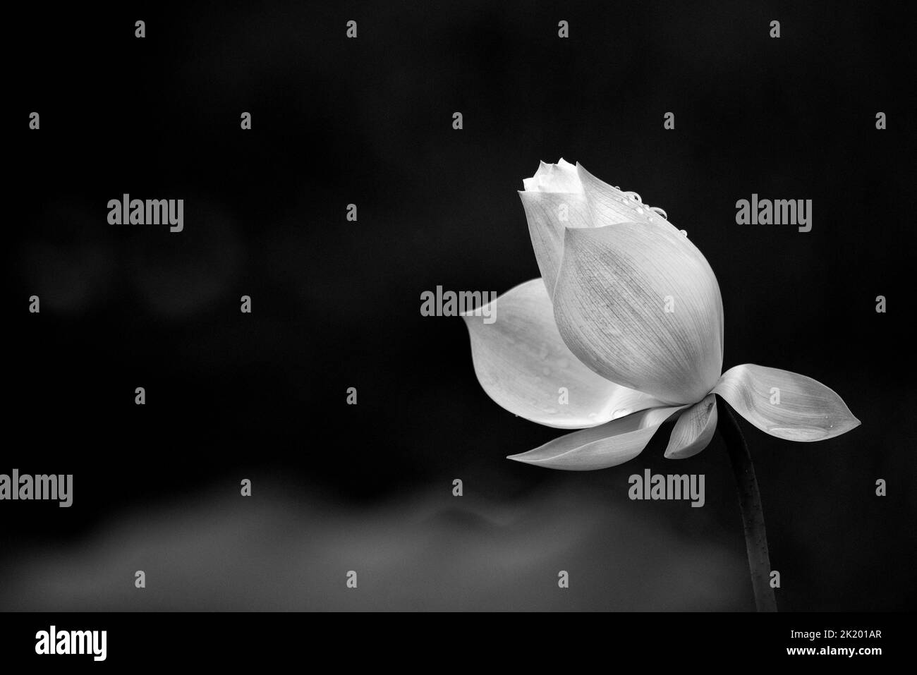 Fleur de lotus monochrome dans le lac Banque D'Images Fleur de lotus monochrome dans le lac Banque D'Images