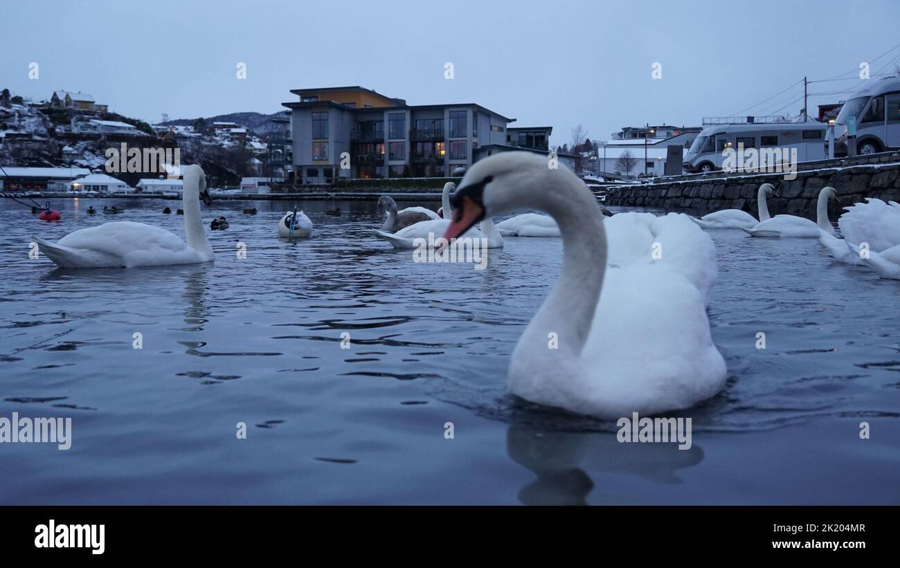 OS, Bjørnafjorden, Norvège Banque D'Images