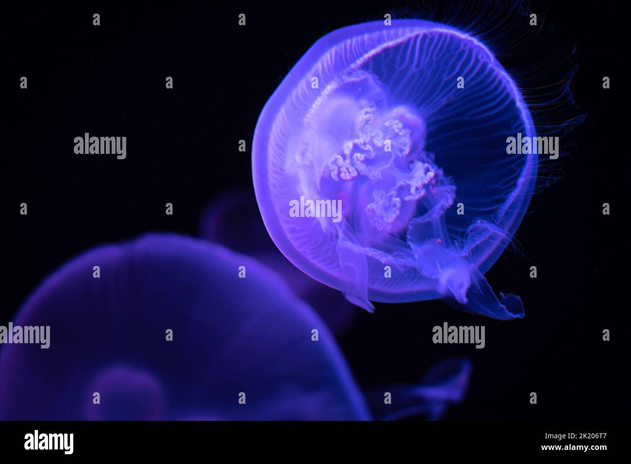 Gelées de lune translucides (Aurelia aurita) sous une lumière colorée à l'aquarium de Géorgie dans le centre-ville d'Atlanta, Géorgie. (ÉTATS-UNIS) Banque D'Images