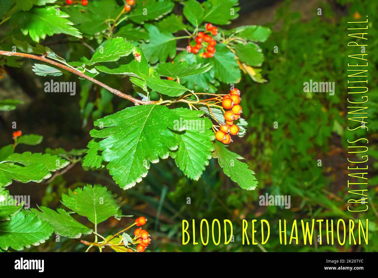 Baies rouges brillantes du sang rouge CRATAEGUS SANGUINEA PALL, croissant naturellement. Ils sont utilisés dans la médecine à base de plantes pour les maux ainsi que dans c Banque D'Images
