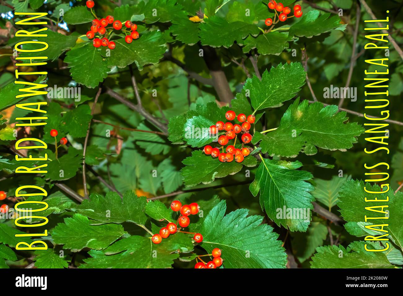 Baies rouges brillantes du sang rouge CRATAEGUS SANGUINEA PALL, croissant naturellement. Ils sont utilisés dans la médecine à base de plantes pour les maux ainsi que dans c Banque D'Images