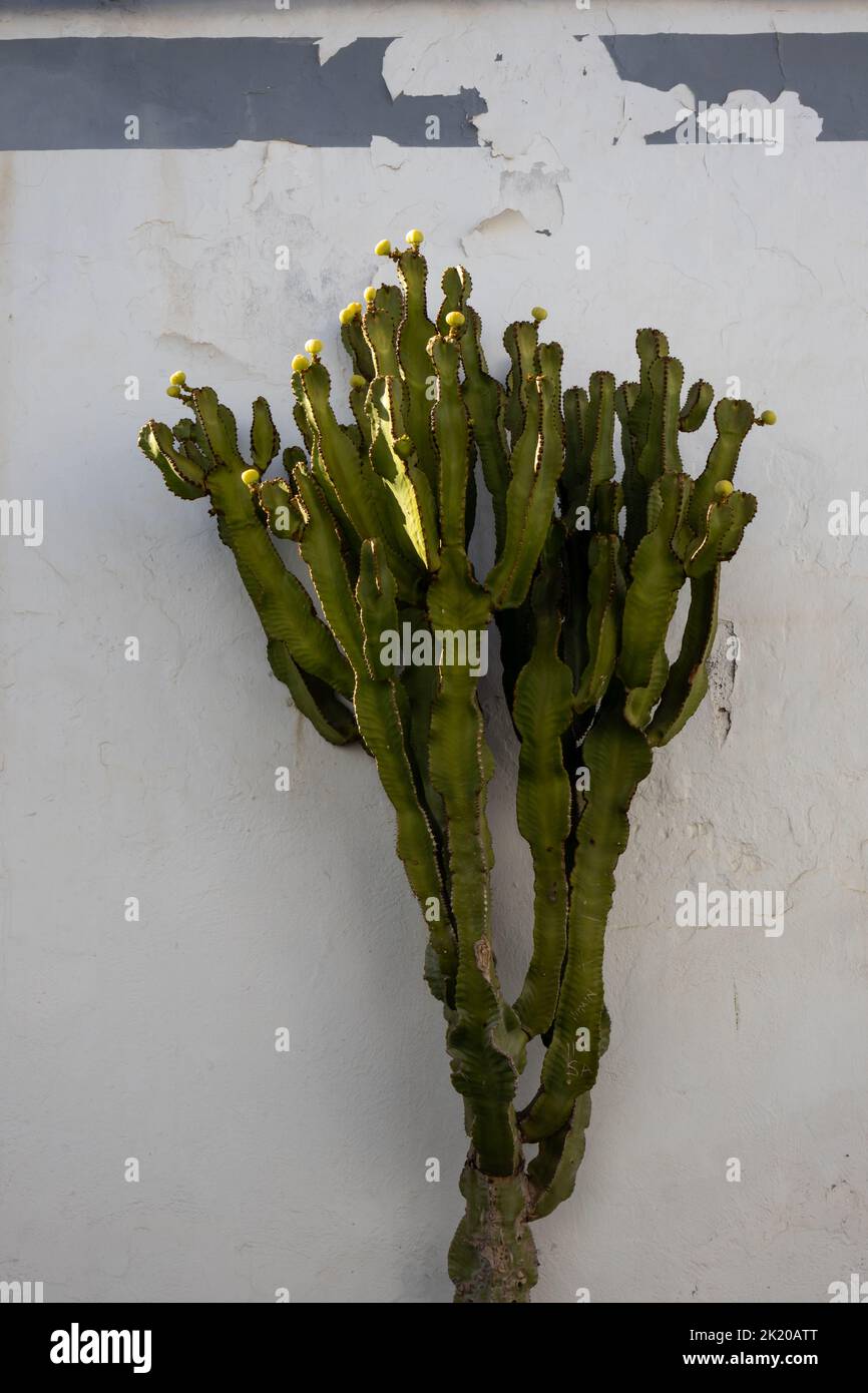 Ancienne plante de cactus, fraîche au printemps, qui grandit dans la rue. Architecture blanche typique en arrière-plan. Capitale de Lanzarote, Arrecife, Canary Banque D'Images