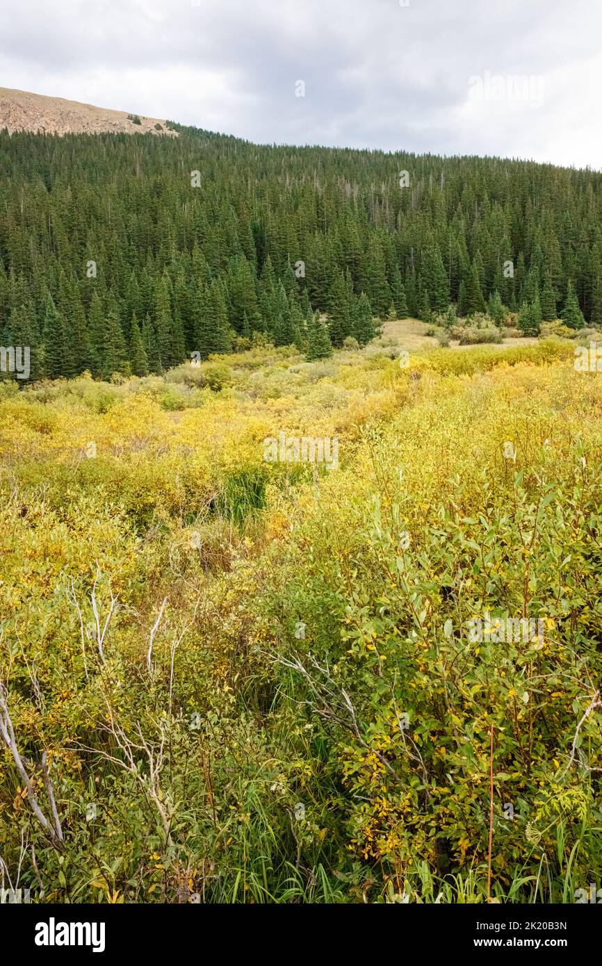 Ecoregion des montagnes Rocheuses du sud, écosystème montagnard, chemin Guanella Pass, forêt nationale de Pike, Colorado, ÉTATS-UNIS Banque D'Images