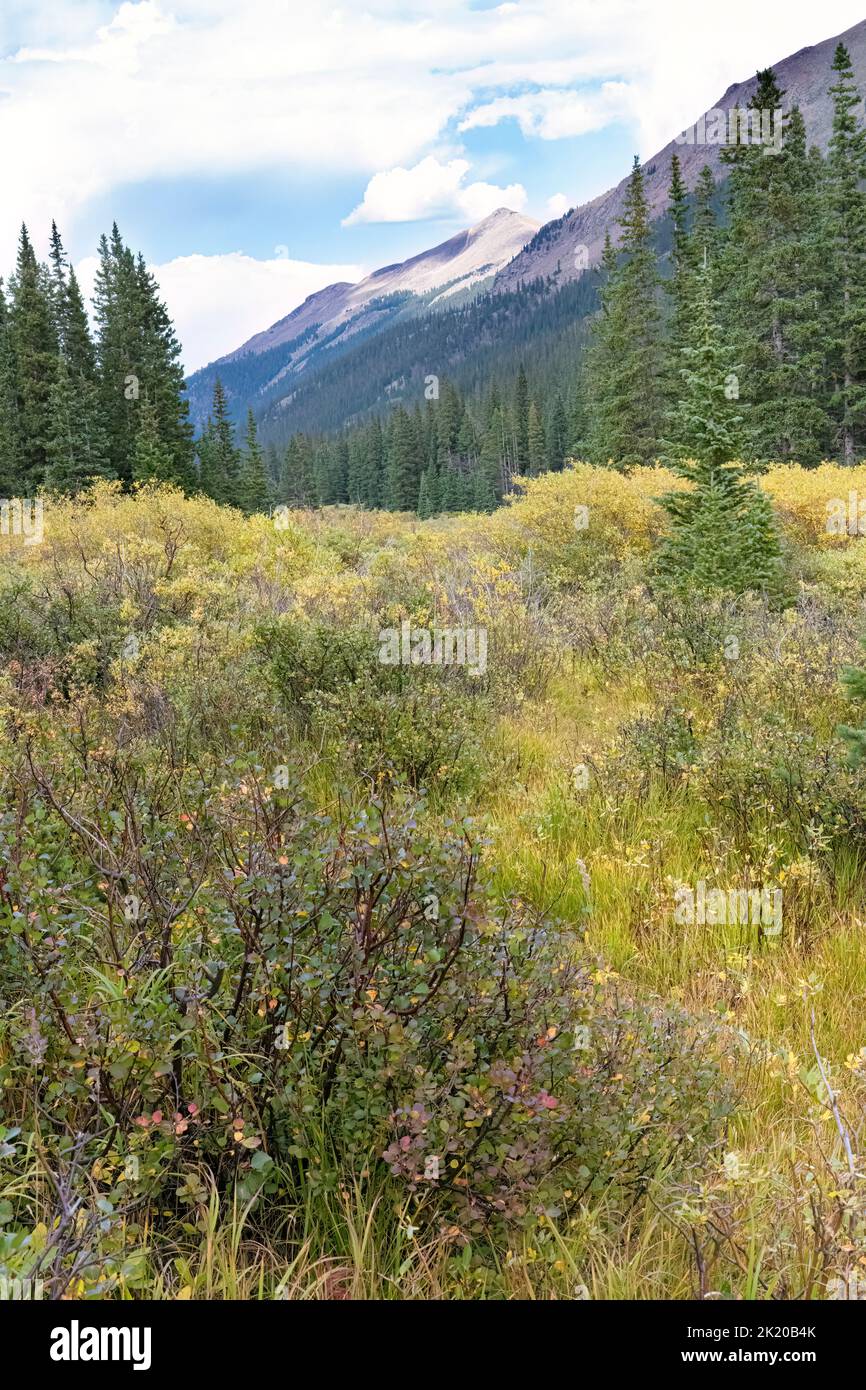 Ecoregion des montagnes Rocheuses du sud, écosystème montagnard, chemin Guanella Pass, forêt nationale de Pike, Colorado, ÉTATS-UNIS Banque D'Images