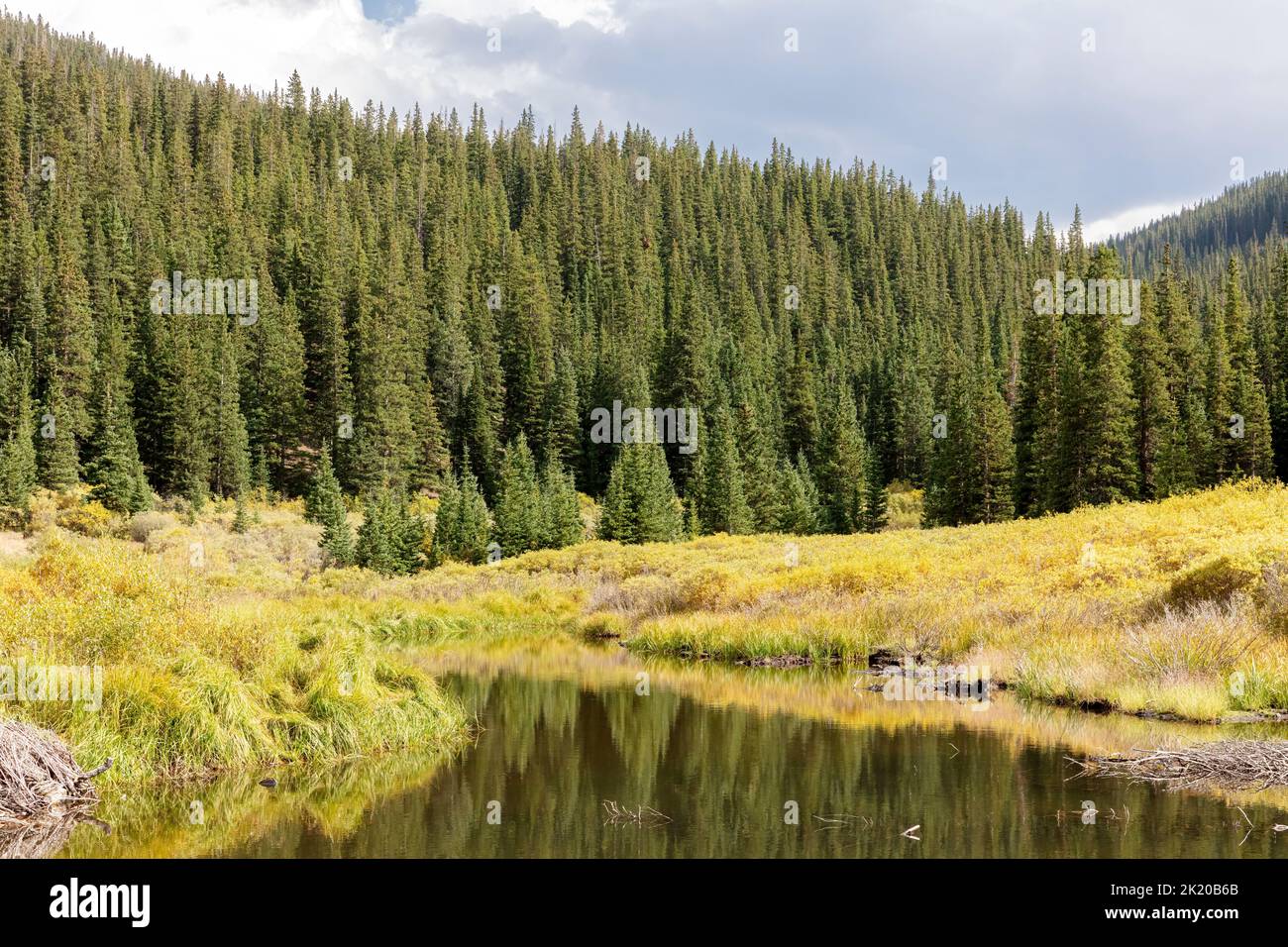 Ecoregion des montagnes Rocheuses du sud, écosystème montagnard, chemin Guanella Pass, forêt nationale de Pike, Colorado, ÉTATS-UNIS Banque D'Images