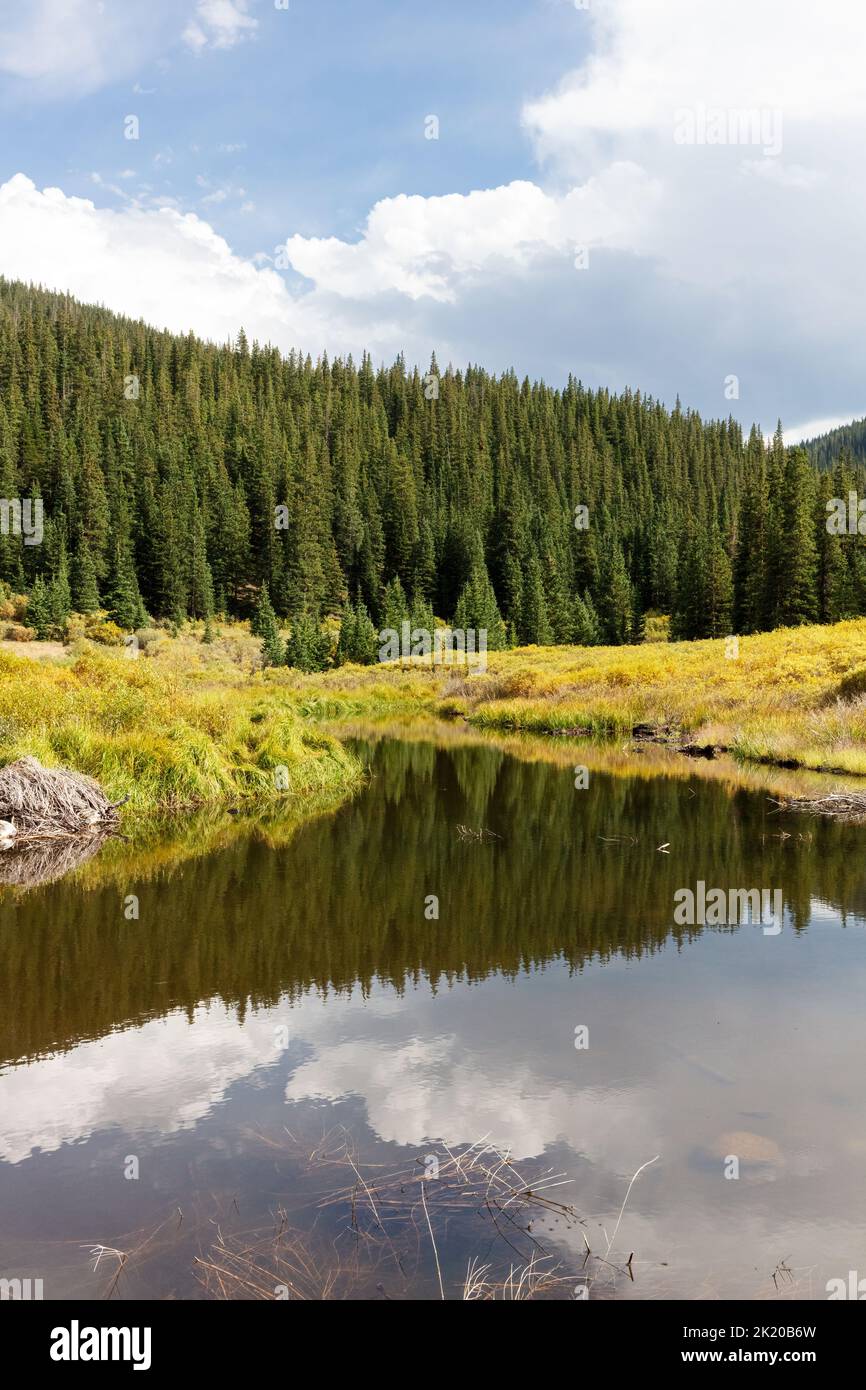 Ecoregion des montagnes Rocheuses du sud, écosystème montagnard, chemin Guanella Pass, forêt nationale de Pike, Colorado, ÉTATS-UNIS Banque D'Images